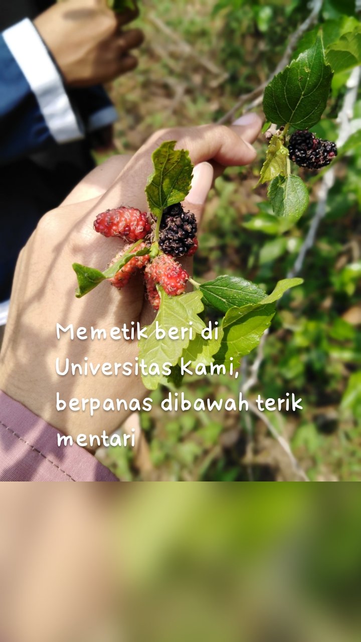 Memetik beri di Universitas Kami, berpanas dibawah terik mentari
